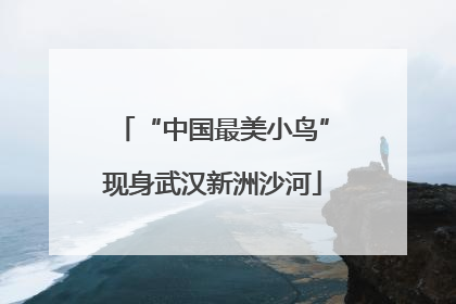 “中国最美小鸟”现身武汉新洲沙河
