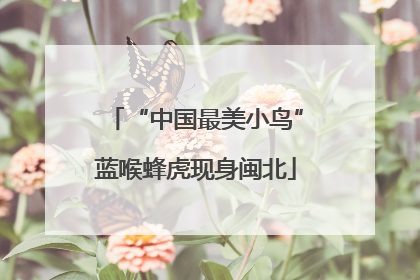 “中国最美小鸟”蓝喉蜂虎现身闽北