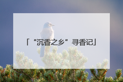 “沉香之乡”寻香记