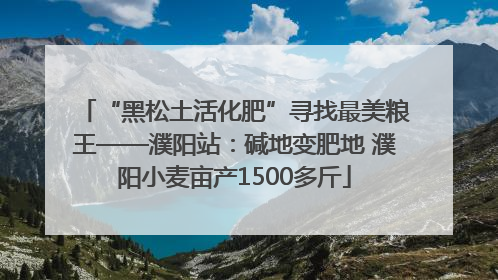 “黑松土活化肥”寻找最美粮王——濮阳站：碱地变肥地 濮阳小麦亩产1500多斤