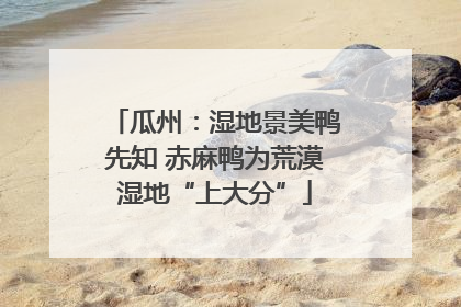 瓜州：湿地景美鸭先知 赤麻鸭为荒漠湿地“上大分”