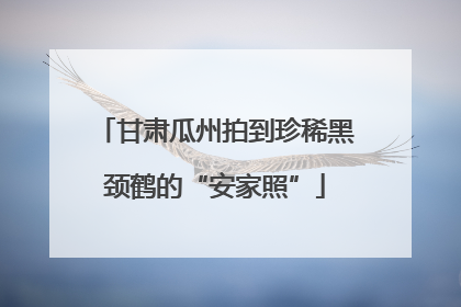 甘肃瓜州拍到珍稀黑颈鹤的“安家照”