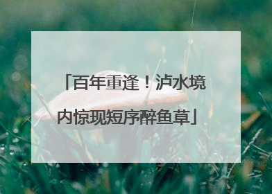 百年重逢！泸水境内惊现短序醉鱼草
