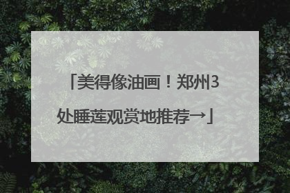 美得像油画！郑州3处睡莲观赏地推荐→