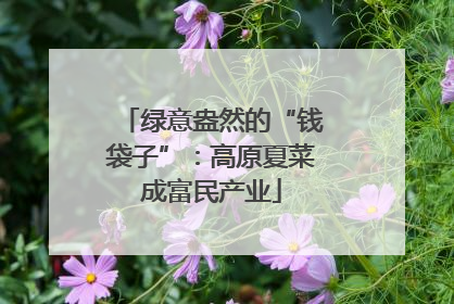 绿意盎然的“钱袋子”：高原夏菜成富民产业