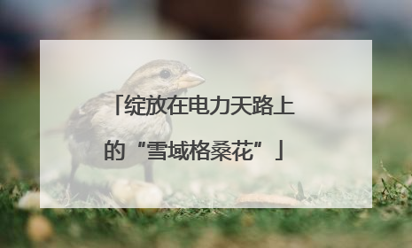 绽放在电力天路上的“雪域格桑花”