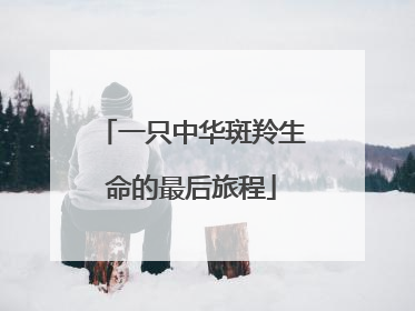 一只中华斑羚生命的最后旅程