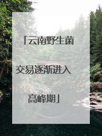 云南野生菌交易逐渐进入高峰期