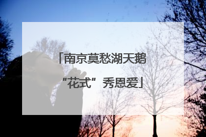 南京莫愁湖天鹅“花式”秀恩爱
