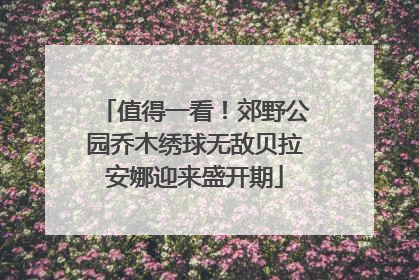 值得一看！郊野公园乔木绣球无敌贝拉安娜迎来盛开期
