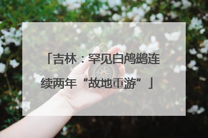 吉林：罕见白鸬鹚连续两年“故地重游”