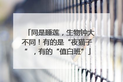 同是睡莲，生物钟大不同！有的是“夜猫子”，有的“值白班”