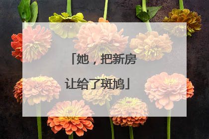 她，把新房让给了斑鸠