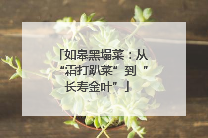 如皋黑塌菜：从“霜打趴菜”到“长寿金叶”
