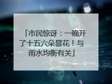 市民惊讶：一晚开了十五六朵昙花！与雨水均衡有关