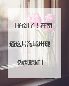 拍到了！在南通这片海域出现伪虎鲸群