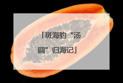 斑海豹“汤圆”归海记