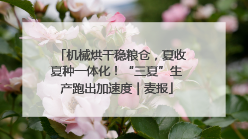 机械烘干稳粮仓，夏收夏种一体化！“三夏”生产跑出加速度｜麦报