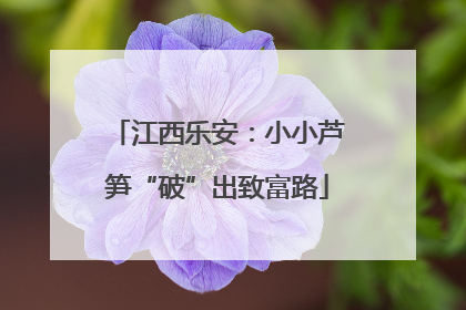 江西乐安：小小芦笋“破”出致富路