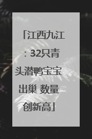江西九江：32只青头潜鸭宝宝出巢 数量创新高