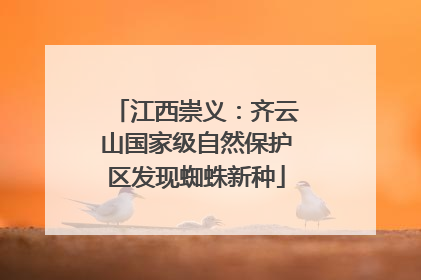 江西崇义：齐云山国家级自然保护区发现蜘蛛新种