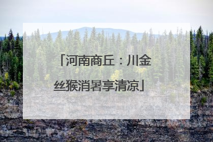 河南商丘：川金丝猴消暑享清凉