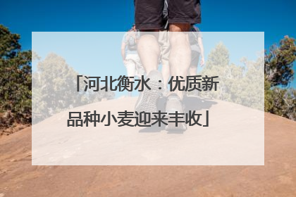 河北衡水：优质新品种小麦迎来丰收