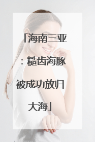 海南三亚：糙齿海豚被成功放归大海