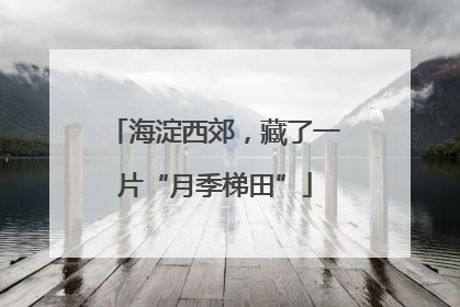 海淀西郊，藏了一片“月季梯田”
