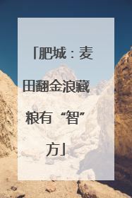 肥城：麦田翻金浪藏粮有“智”方