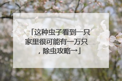 这种虫子看到一只家里很可能有一万只，除虫攻略→