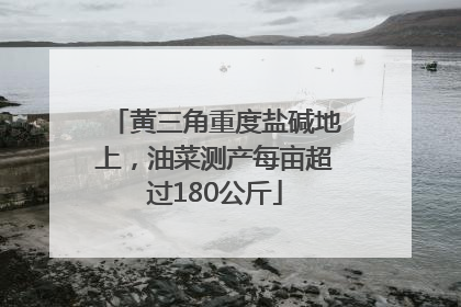 黄三角重度盐碱地上，油菜测产每亩超过180公斤